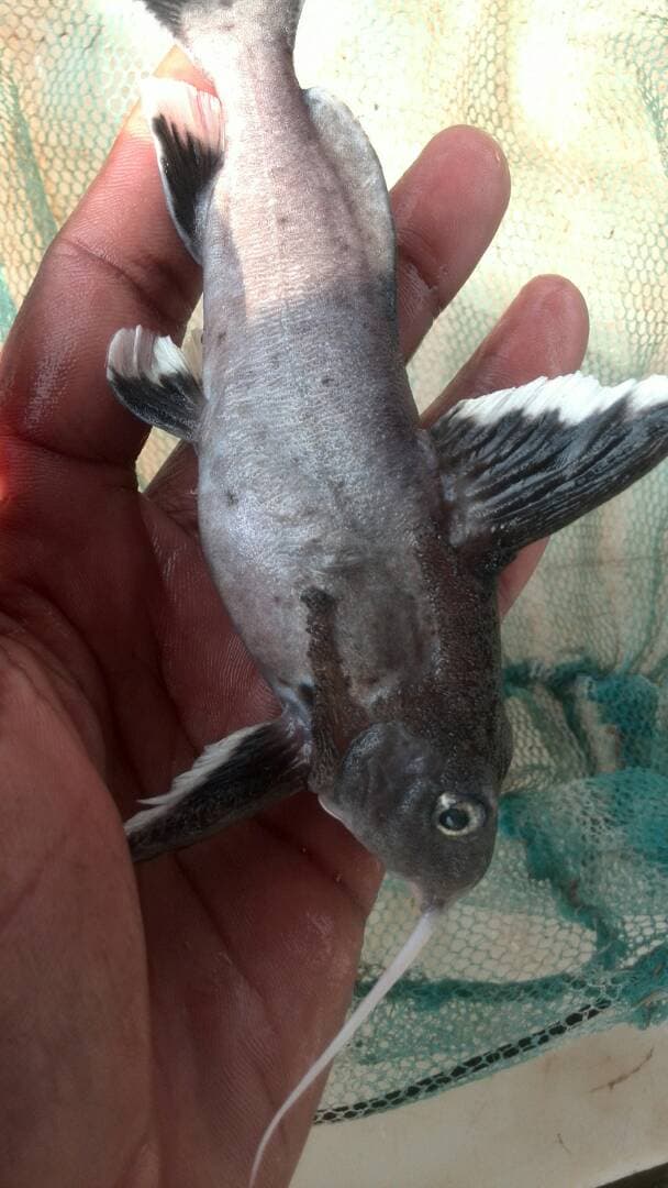 Synodontis Granulosus Upside Down Catfish