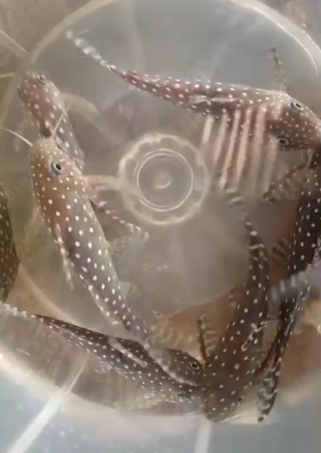 Synodontis angelicus