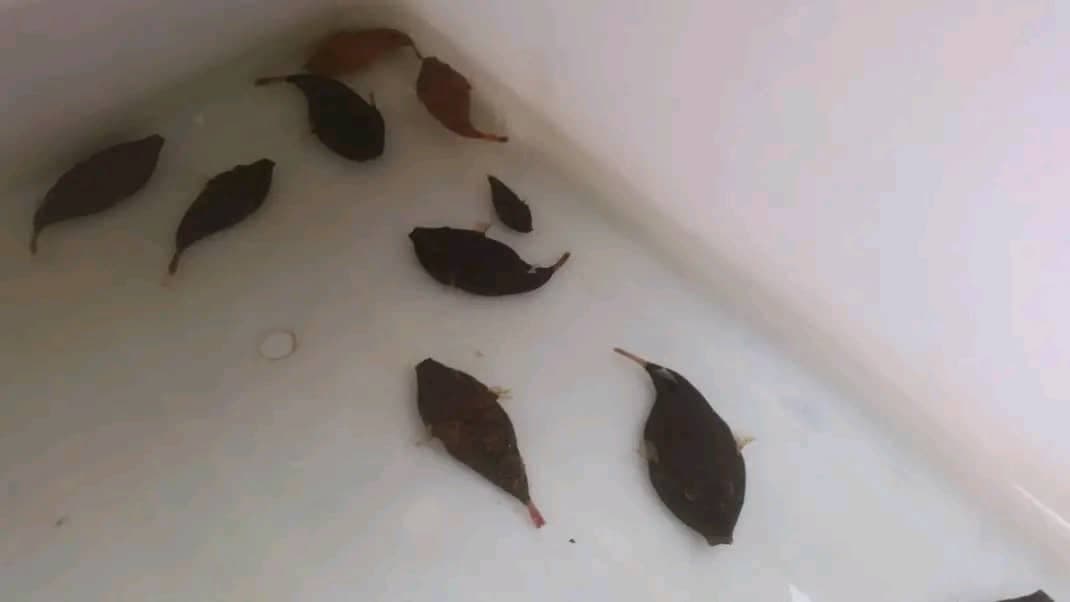 Tetraodon murius black puffer