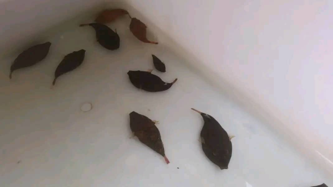 Tetraodon murius black puffer