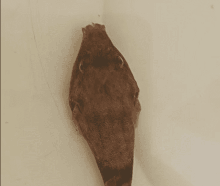 Tetraodon murius puffer