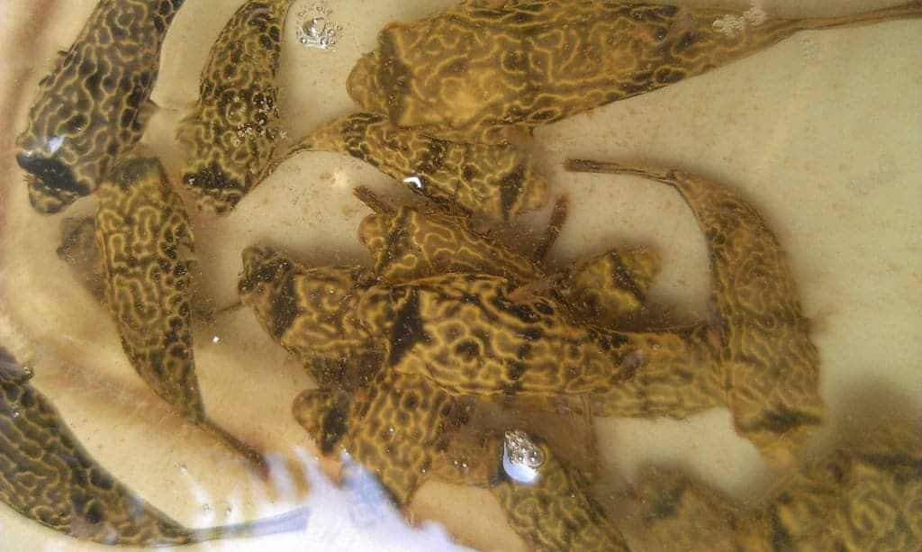 Tetraodon puffer mbu