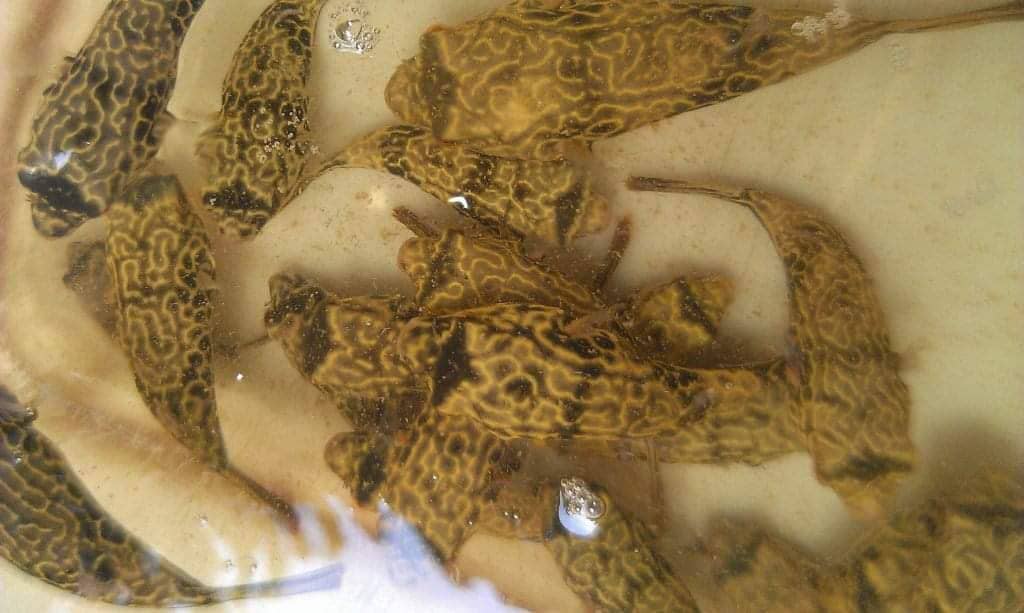 Tetraodon puffer mbu