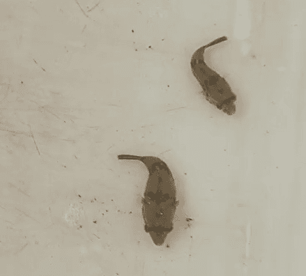 Tetraodon schoutedeni puffer