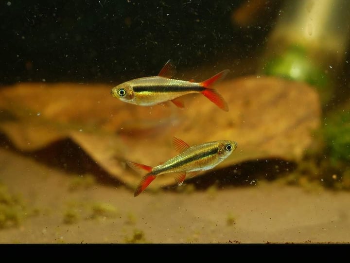 Thayeria sp. Red Tail Penguin