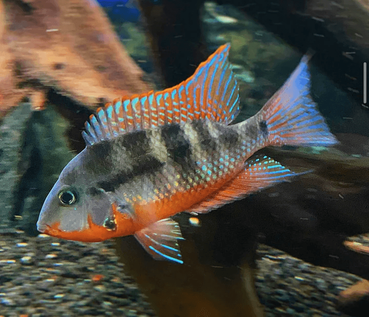 Thorichthys Meeki