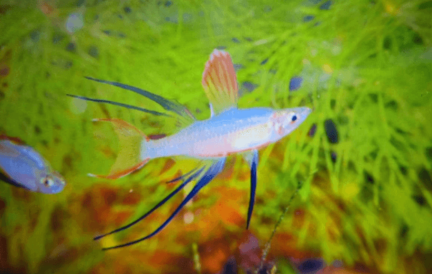Threadfin rainbow 3cm x 5pc