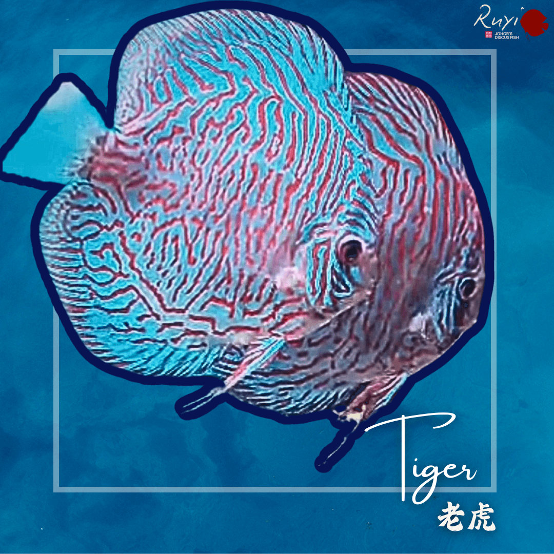 Tiger 老虎 Discus