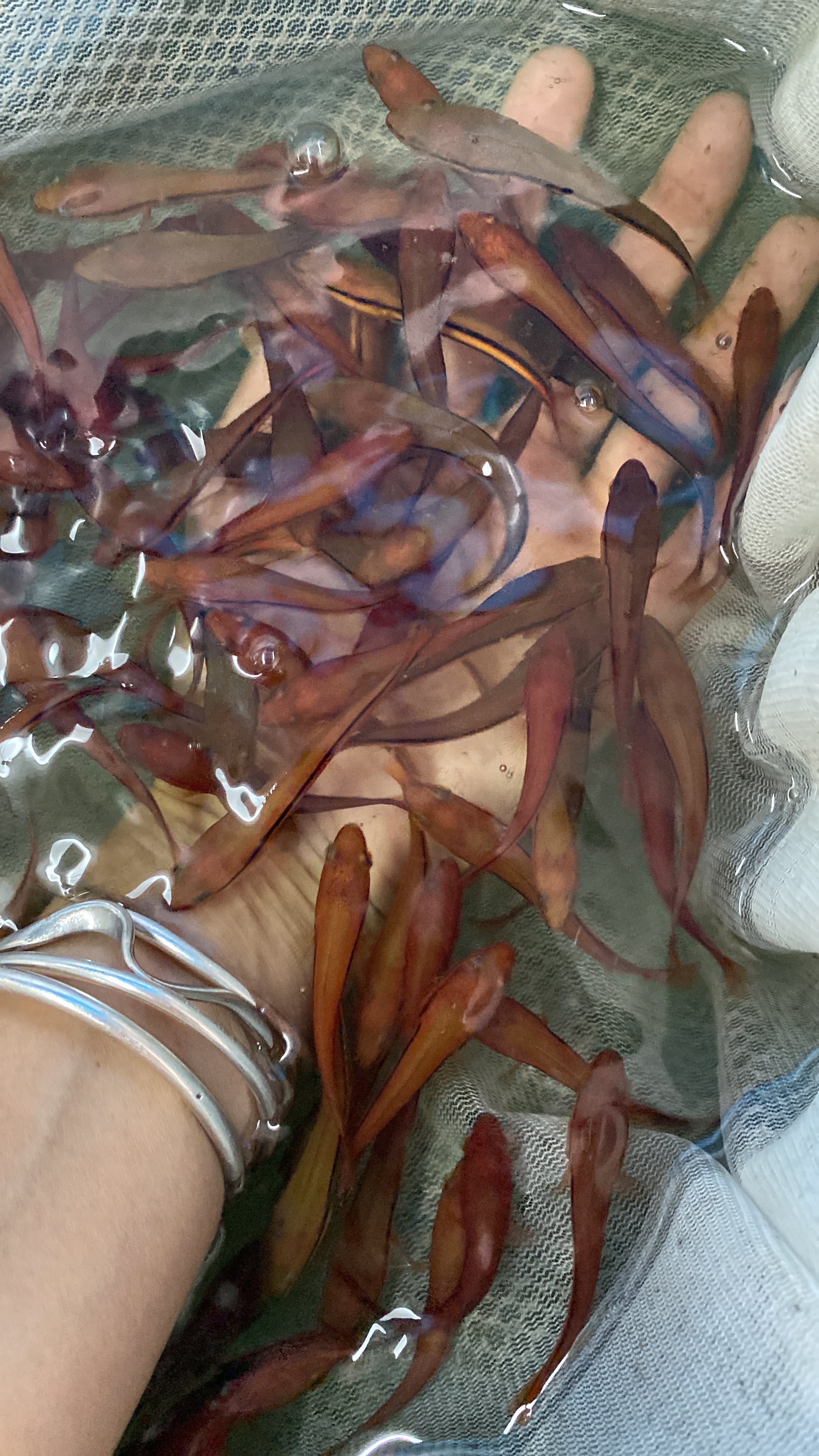 Toman snakehead tioman live feeders