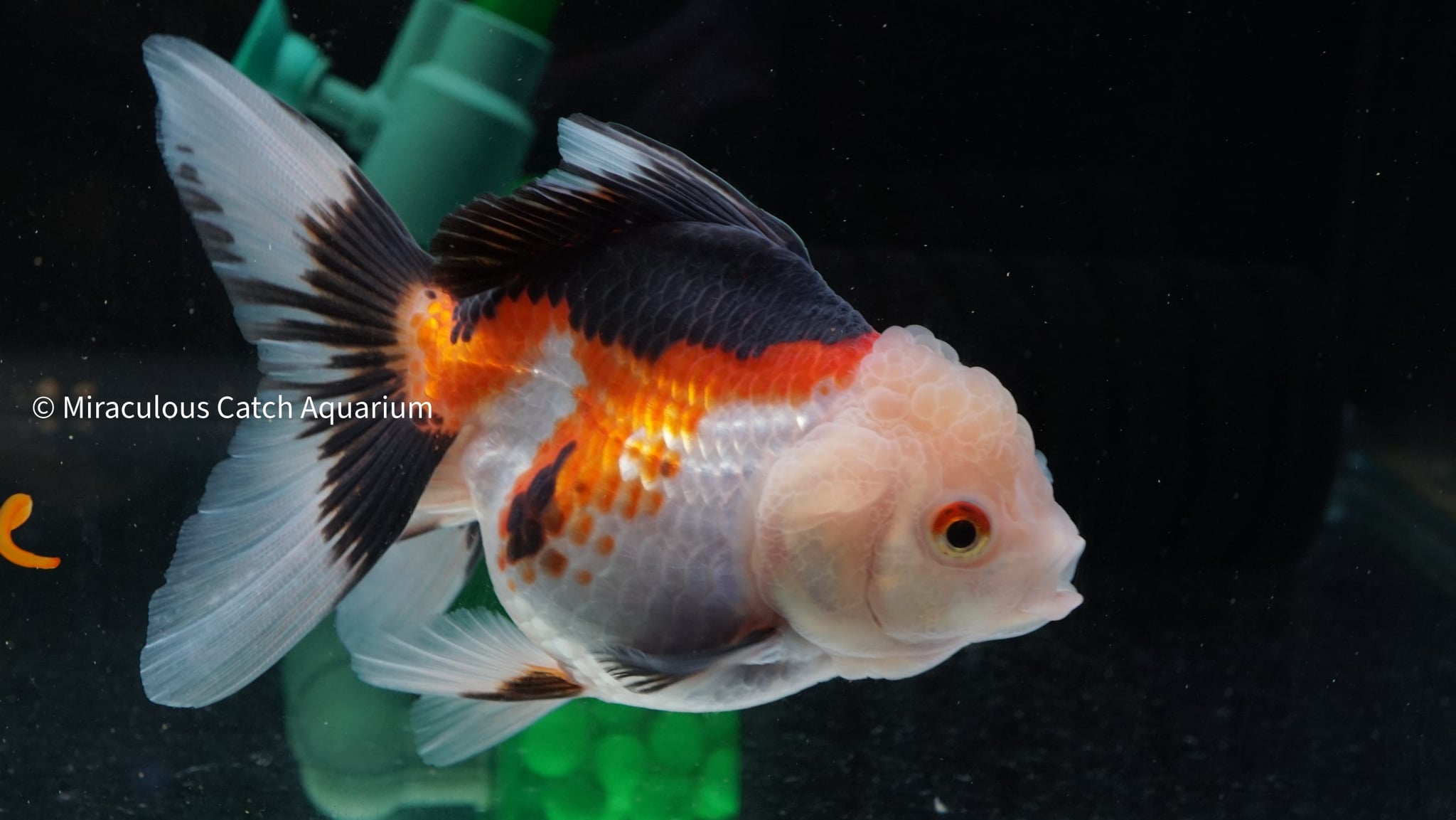 Tri Colour Oranda