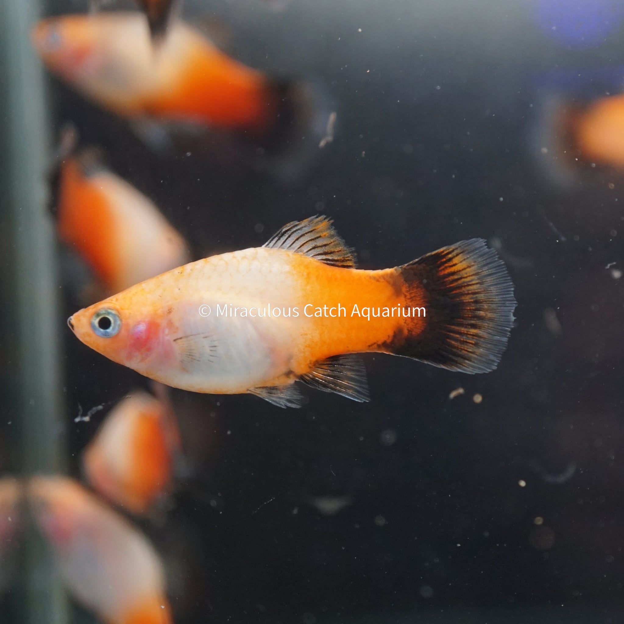 Tri Colour Platy