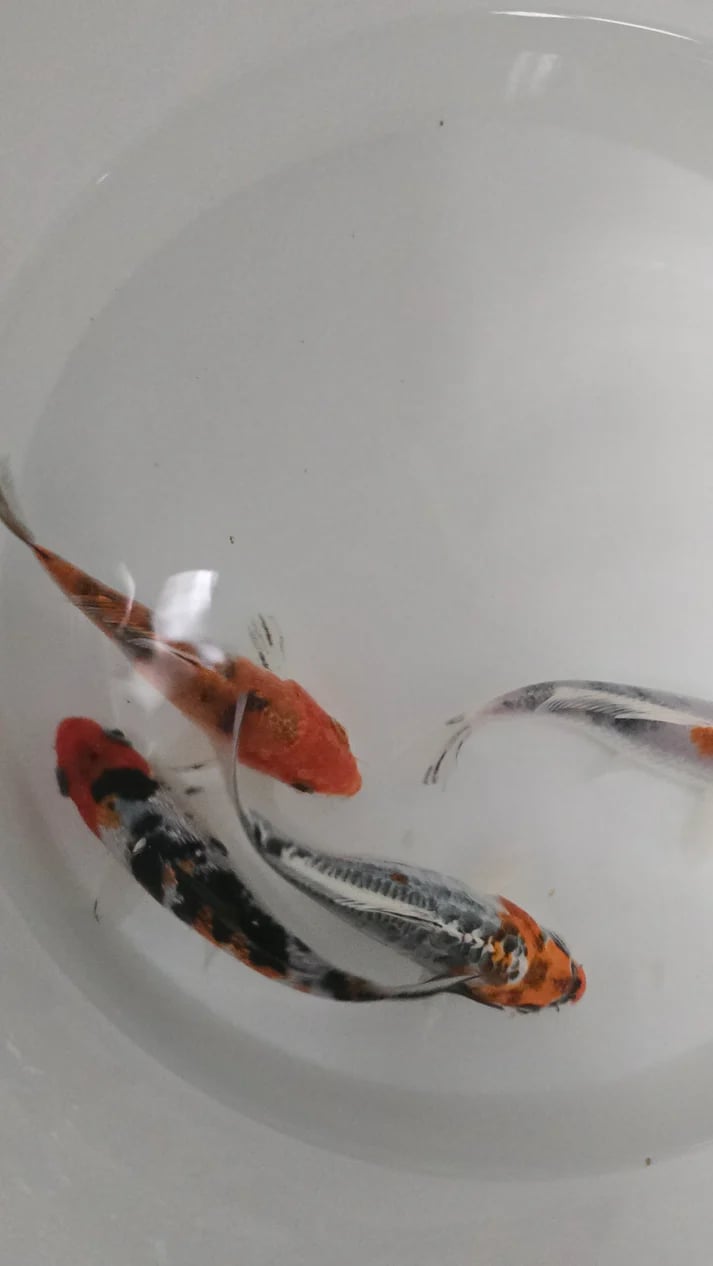 Tri colour koi