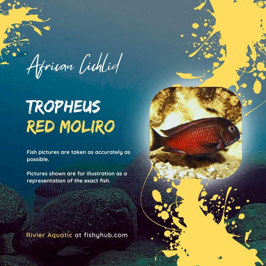 Tropheus Red Moliro Cichlid