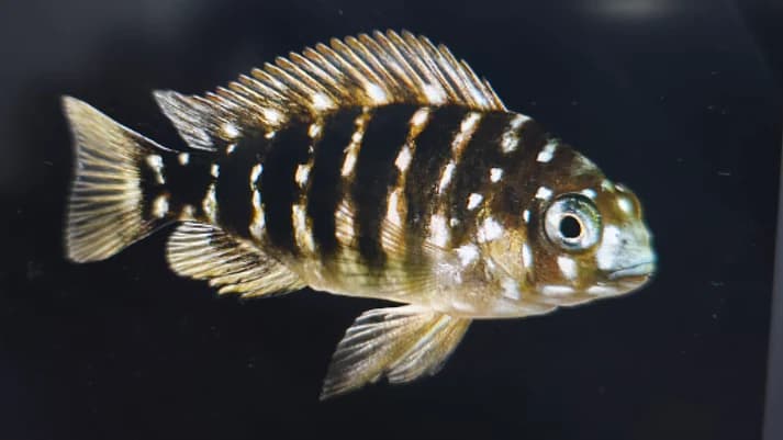 Tropheus duboisi cichlid 4cm