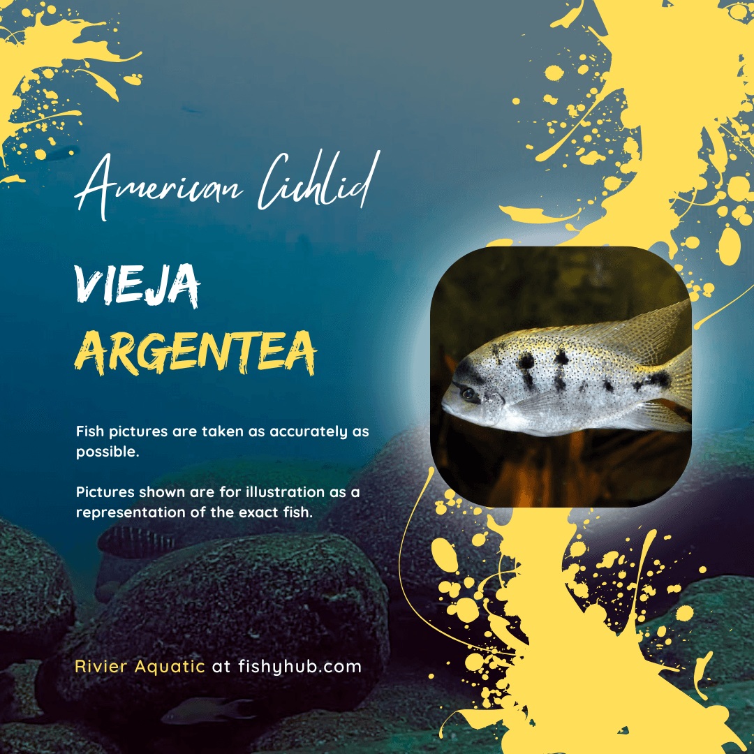 Silver Cichlid (Vieja Argentea)