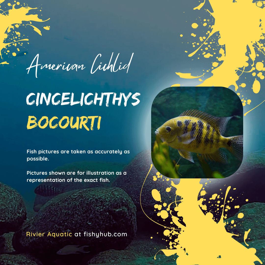 Chiseltooth Cichlid (Vieja Bocourti)