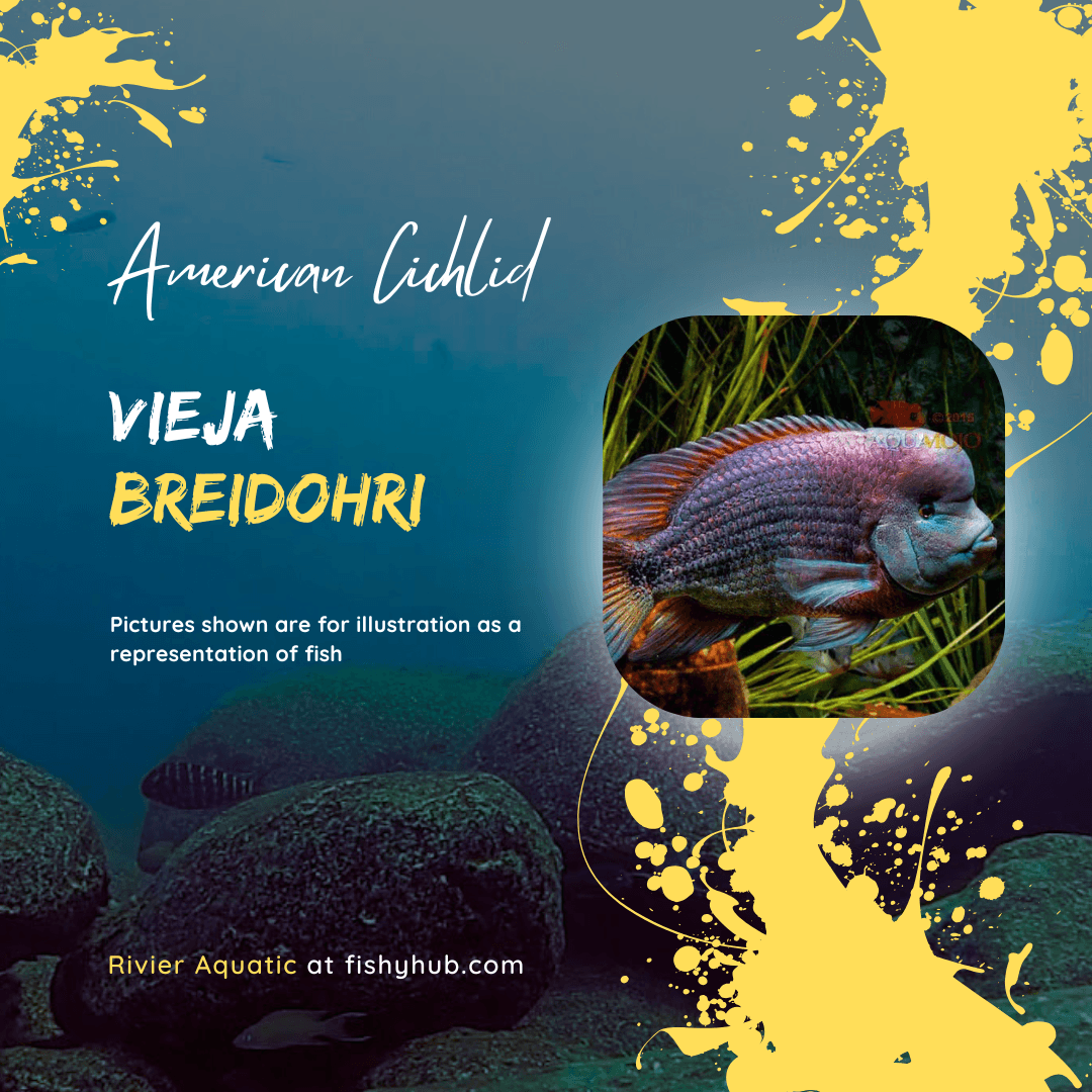 Angostura Cichlid (Vieja Breidohri)