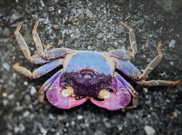 Violet Vampire Crab 2cm x5pcs