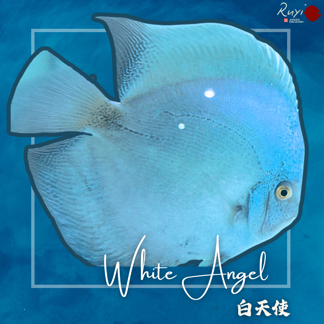 White Angel 白天使 Discus