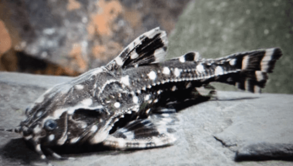 White spotted doradid 5cm