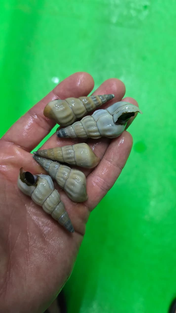 White tower snails 5cm