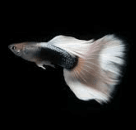 White tuxedo guppy