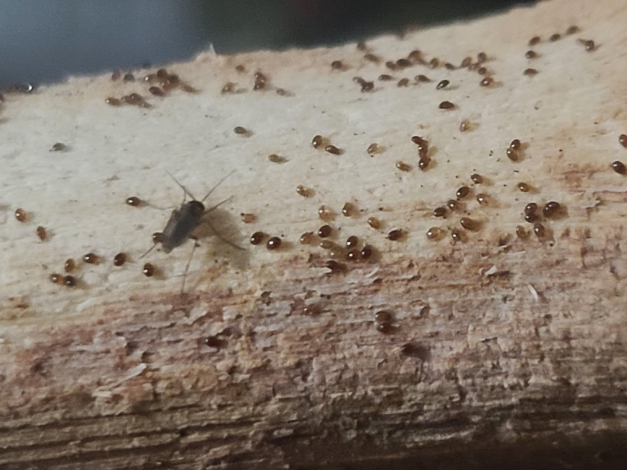 Wood mite culture feeder