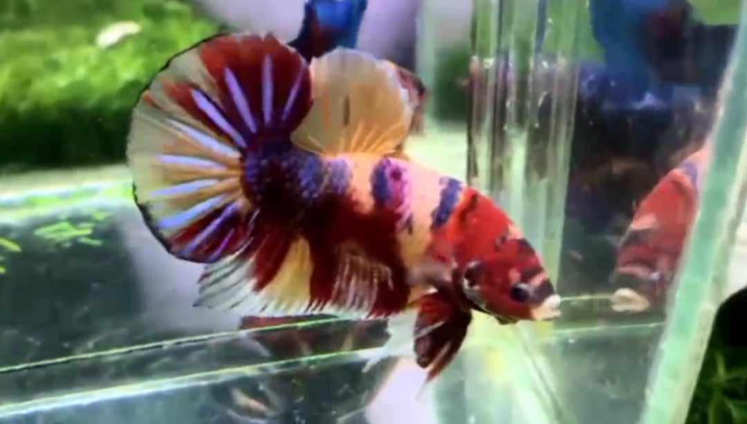 GIANT YELLOW BASE MULTICOLOUR