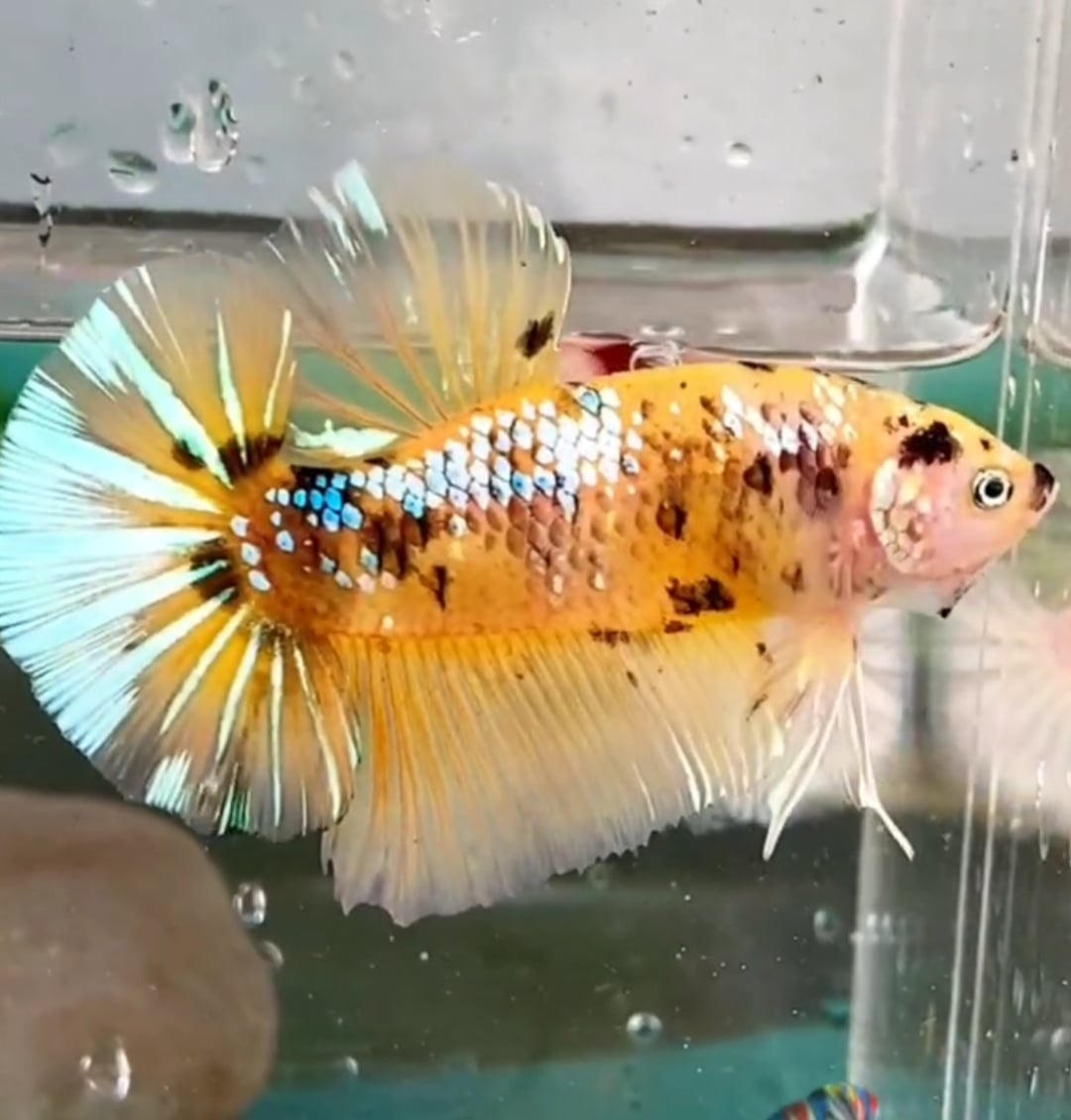 YELLOW KOI