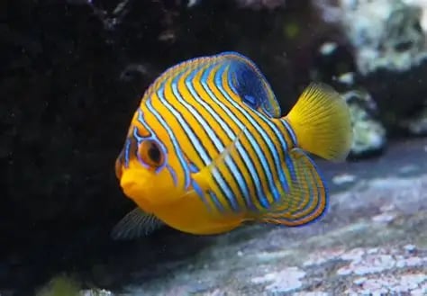 Yellow Belly Regal Angel