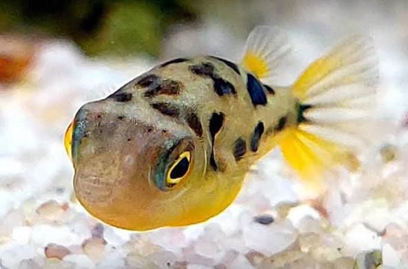 Yellow Puffer Fish