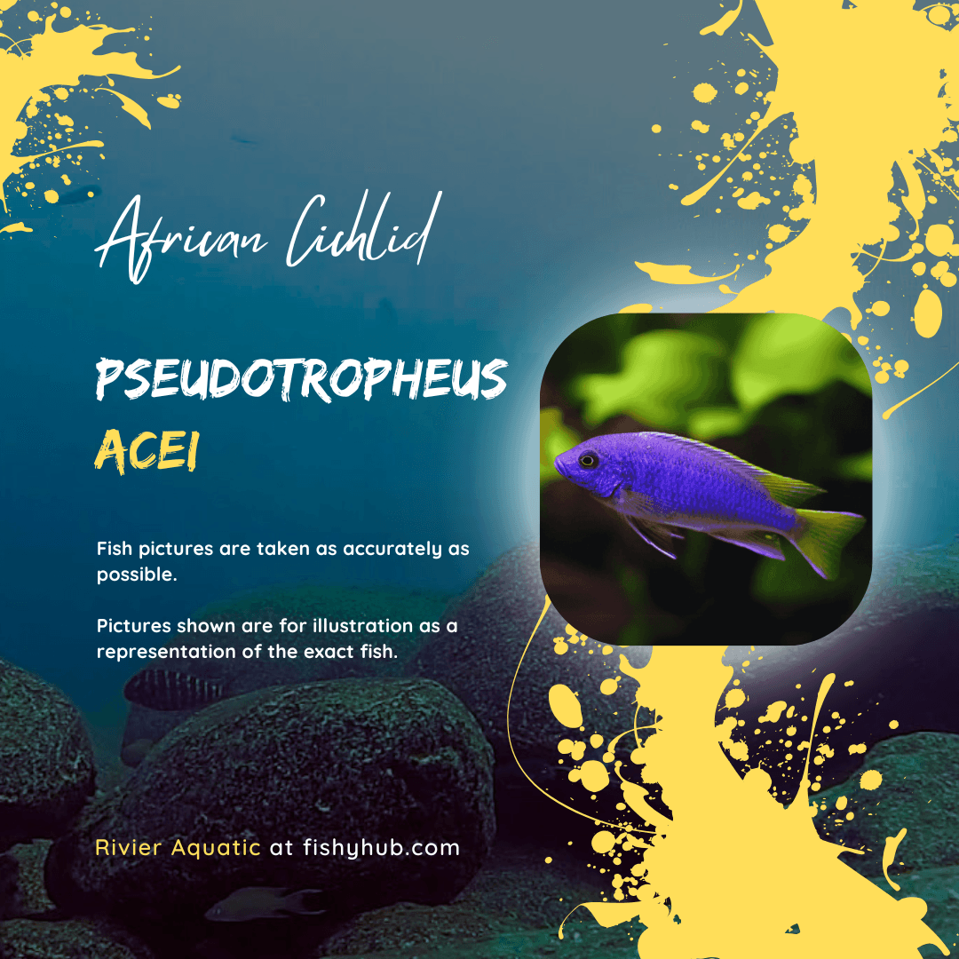 Yellowtail Acei Cichlid (Pseudotropheus sp. Acei)