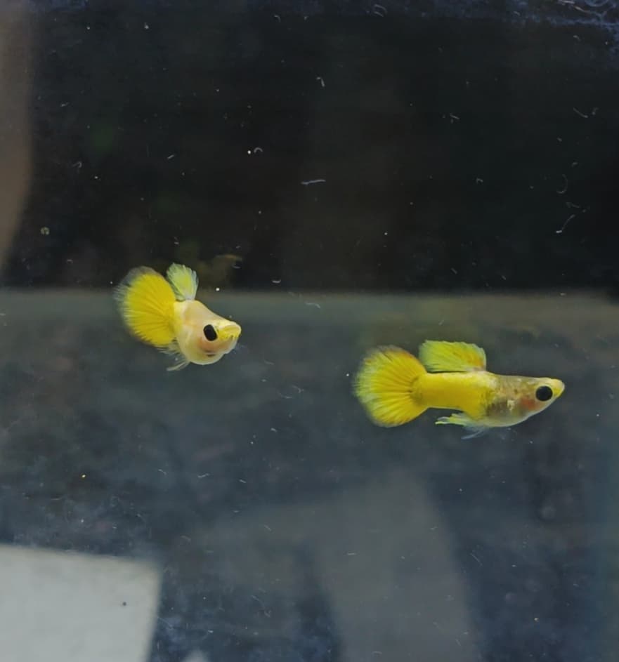 Yellow koi glass belly short body ribbon finC