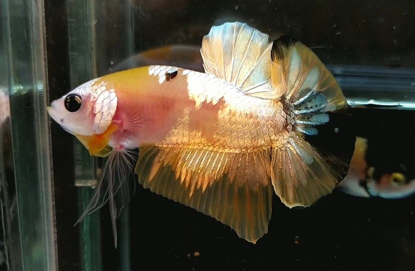 Yellow koi gold
