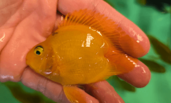 Yellow parrot heart shaped 6-7cm