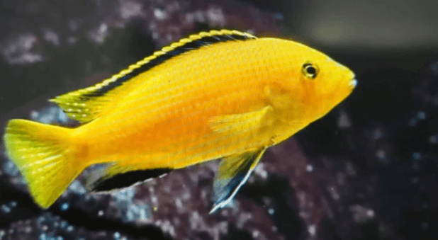 Yellow prince cichlid 5-6cm