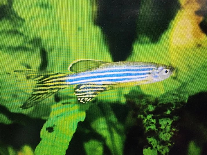 Zebra danio longfin 2.5cm