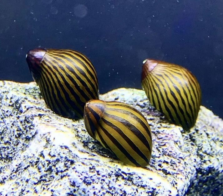 Zebra snails