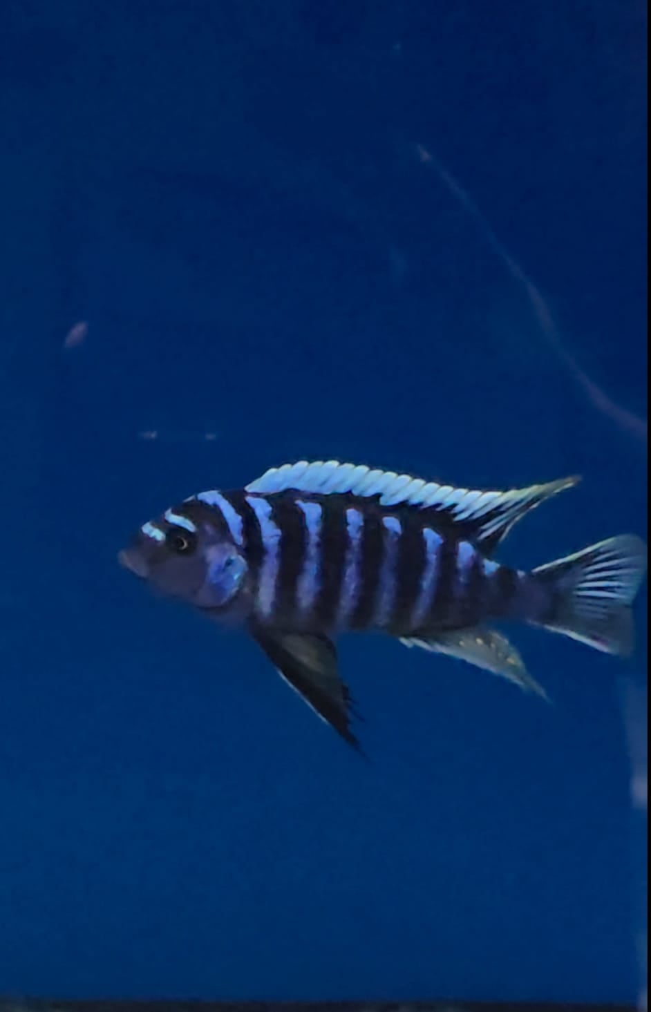 cynotilapia zebroides ndonga deep