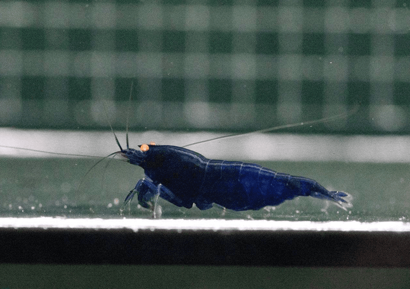 orange eye blue devil