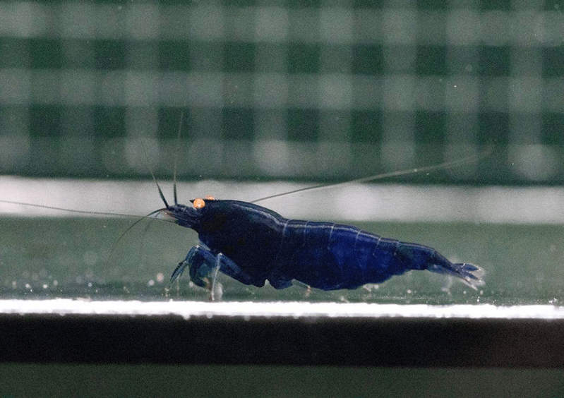 orange eye blue devil