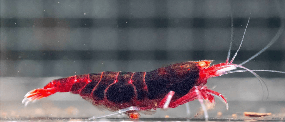 orange eye red devil