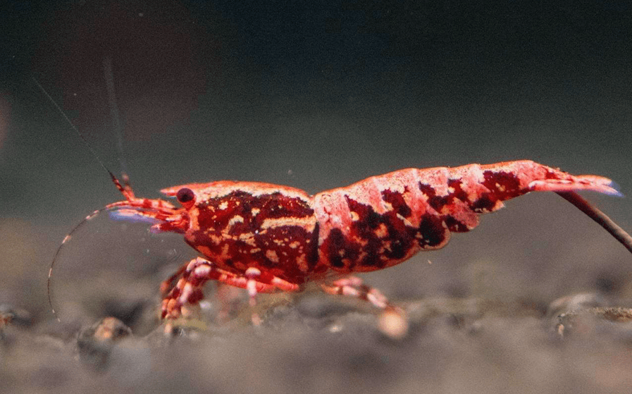 sunset boa/stardusts