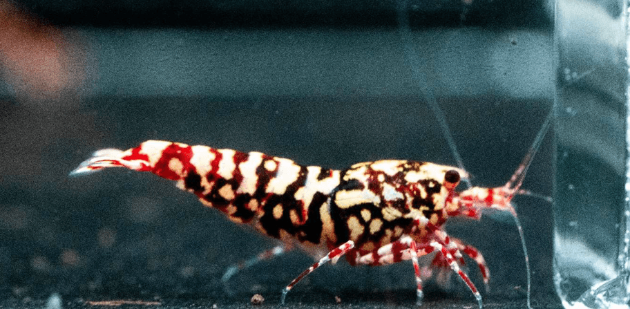 zebra galaxy stardusts