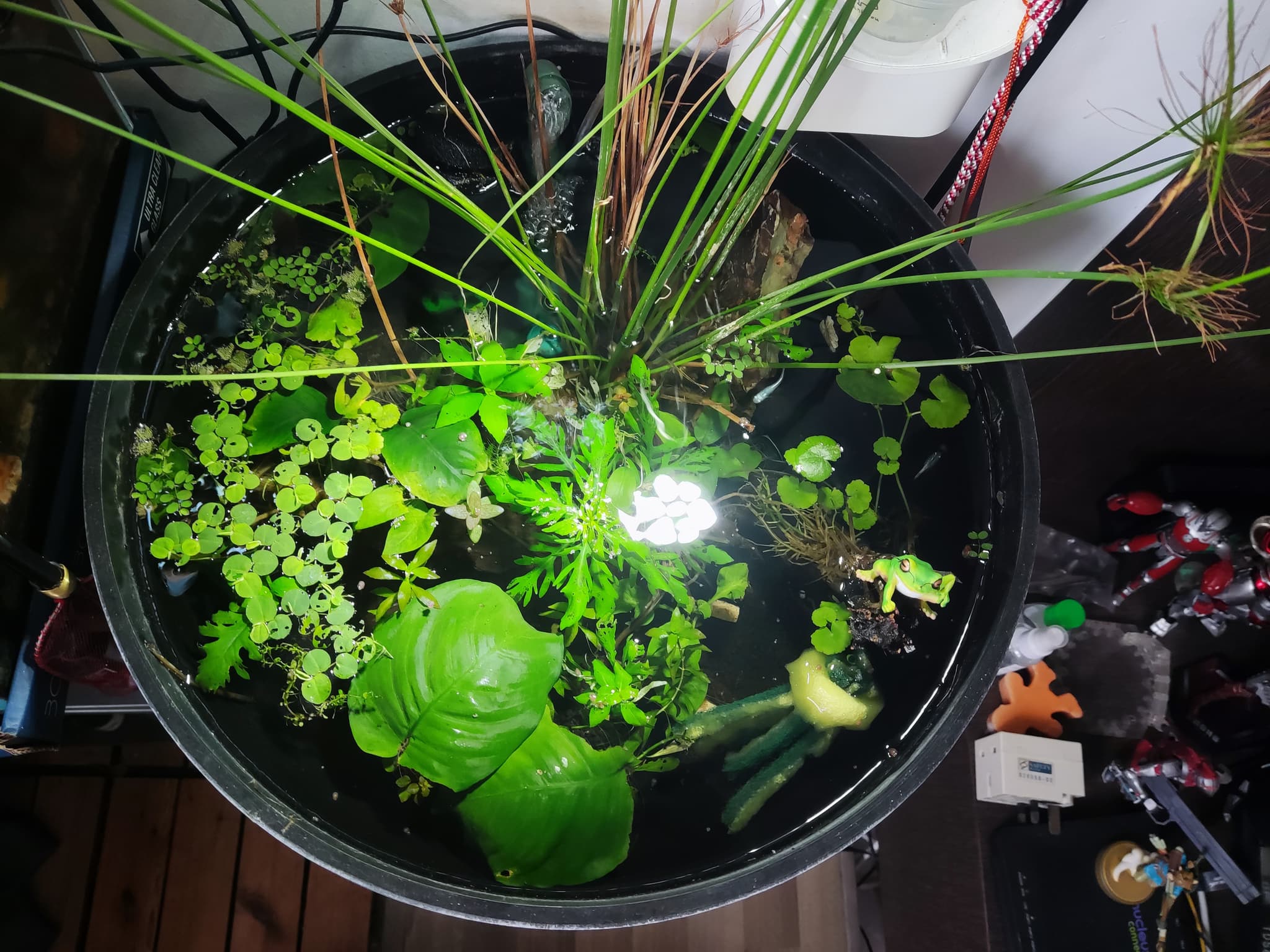 My medaka fish "pond". 🙏Any like minded hobbyists??