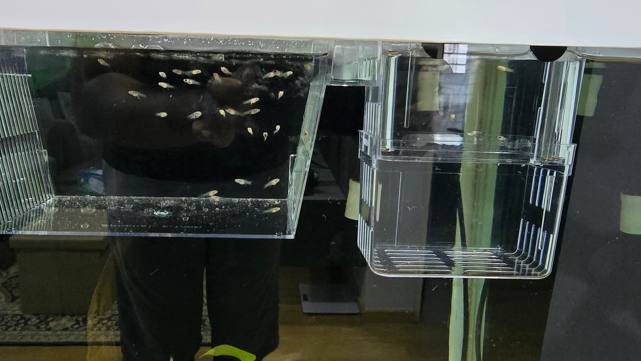 Selling Gold Molly Fry Fish