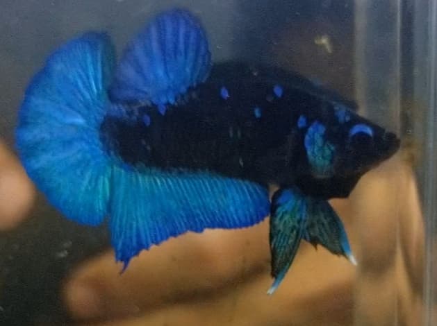 Jual ikan cupang warna uniq