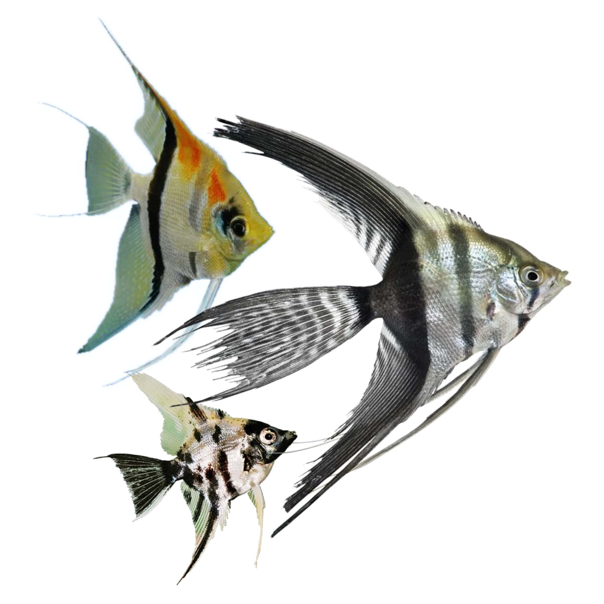 Angelfish - Altum, Zebra, Silver, Koi