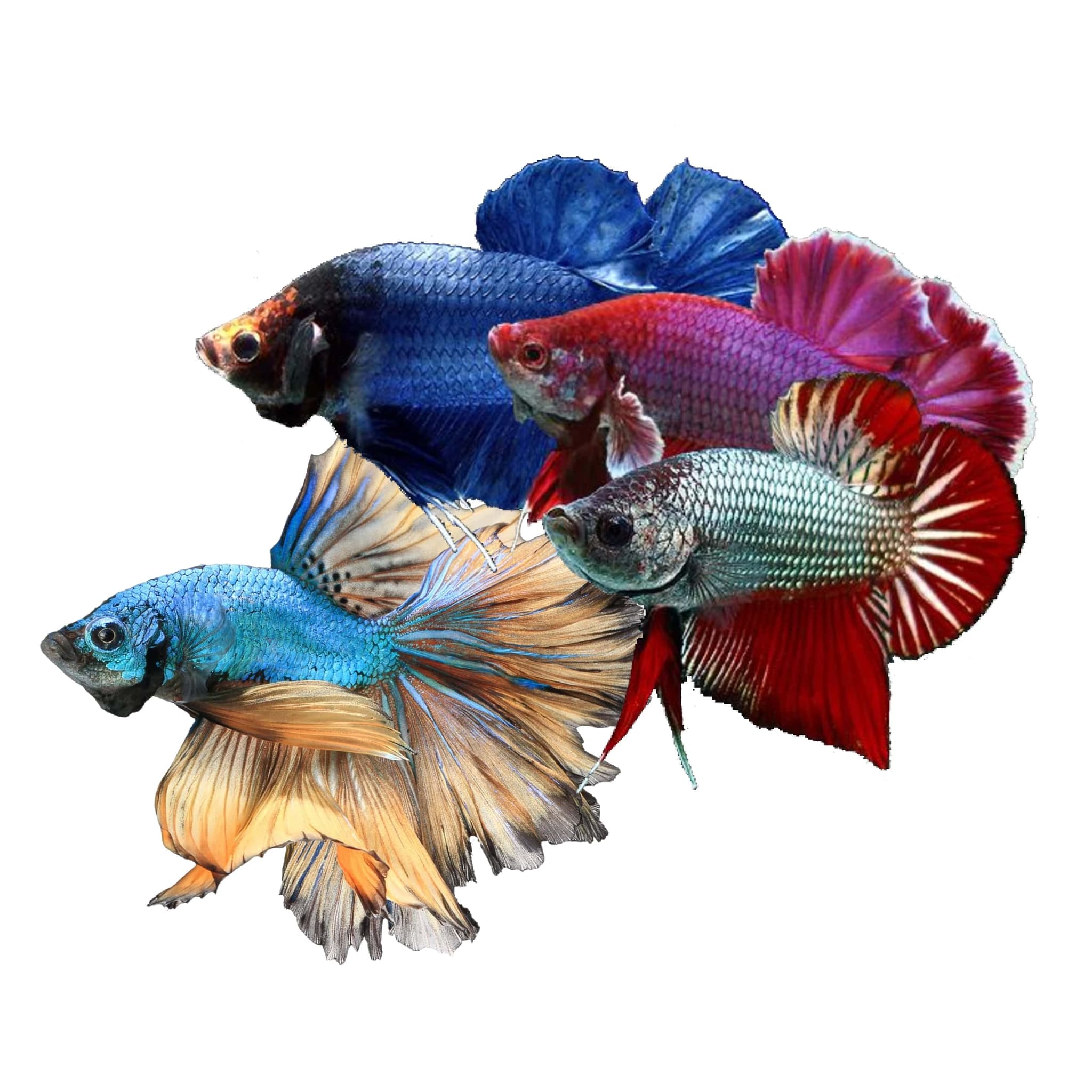 Betta - Half-moon, Plakat, Crowntail, Dumbo