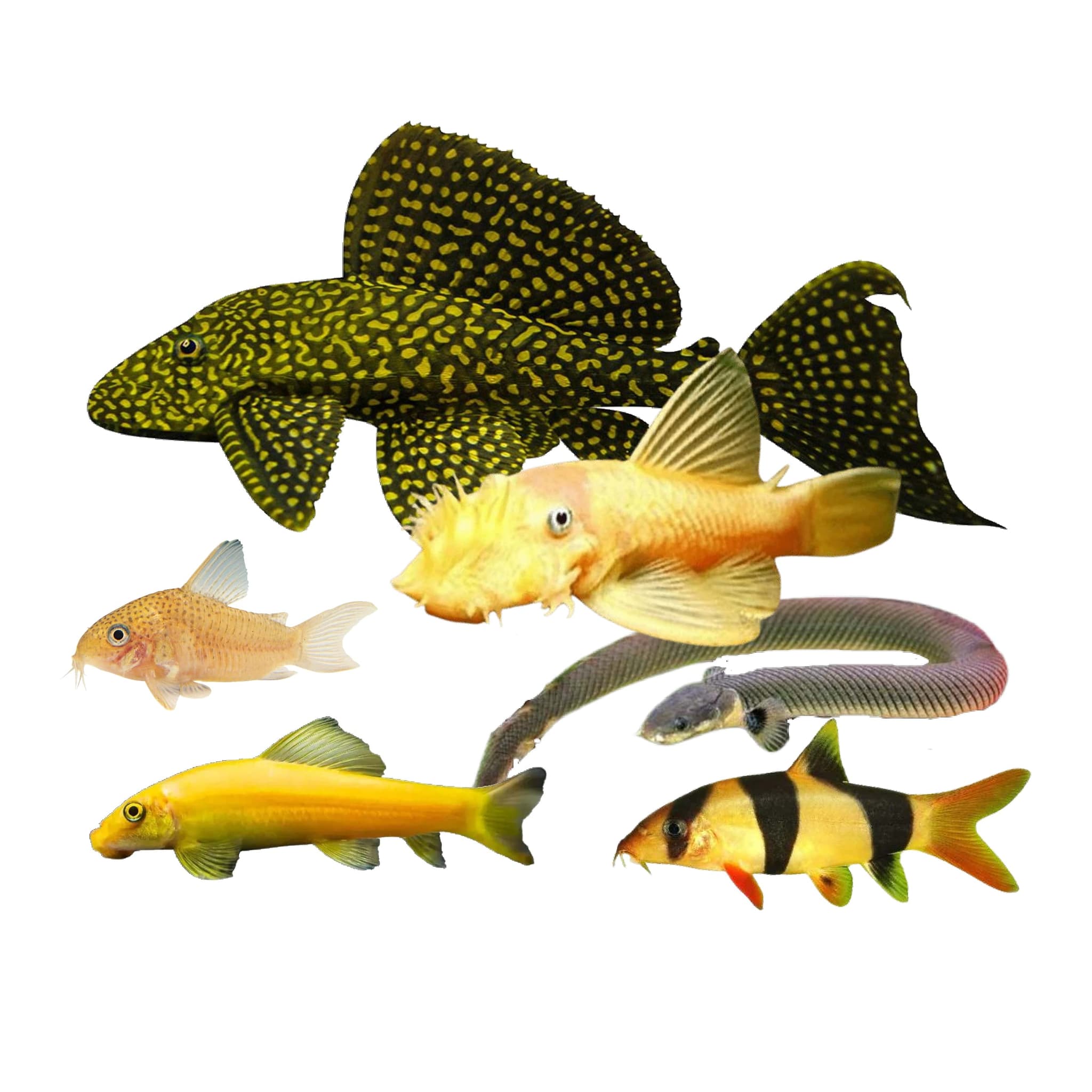 Bottom Dwellers - Pleco, Cory, Loach, Shark